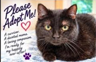 Enlarge Mama Batts, a Adoptable Domestic Short Hair in Hampstead, NC image 3/3