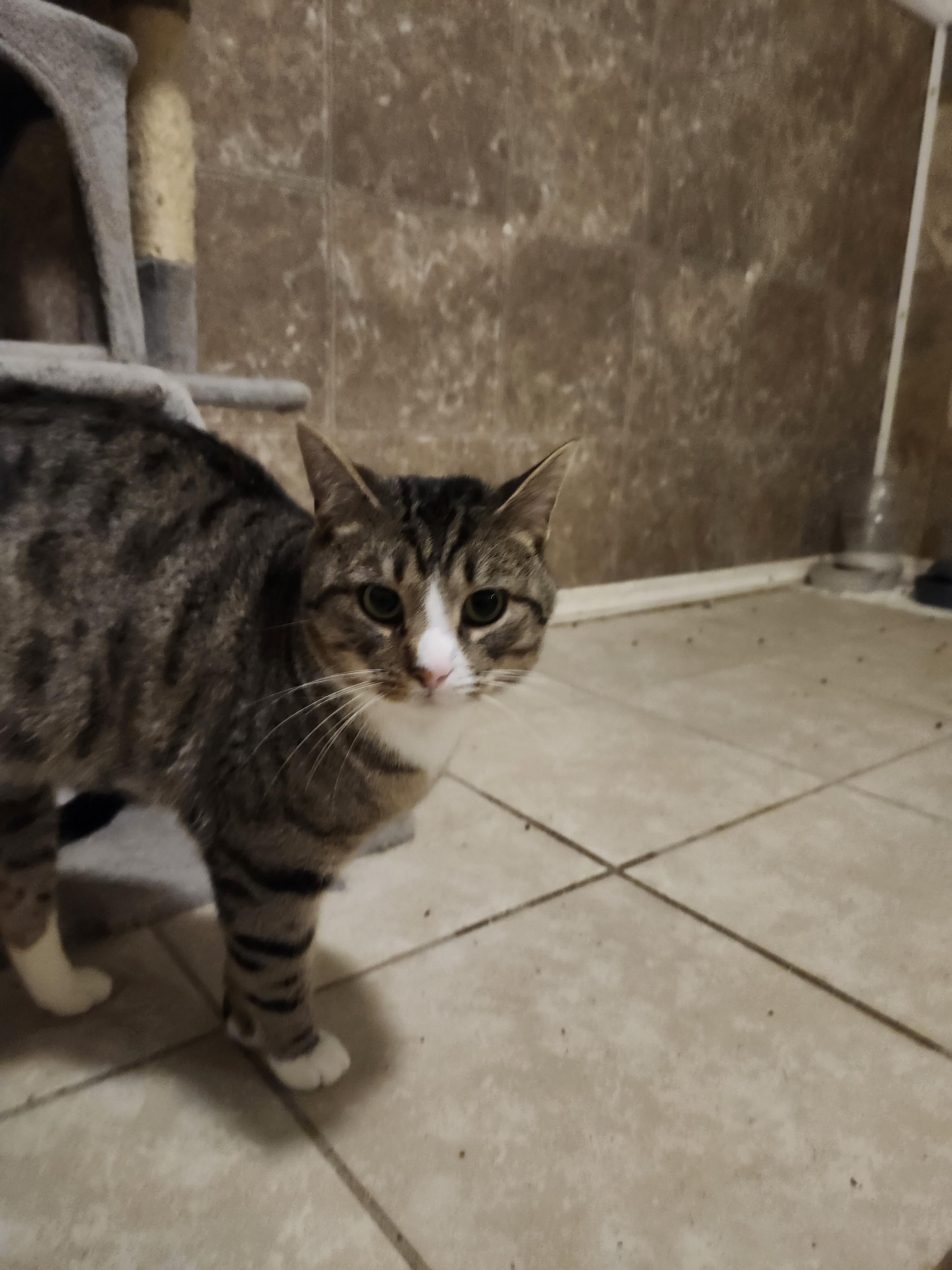 Enlarge Rico Suave, a Adopted American Shorthair in Hartselle, AL image 1/2