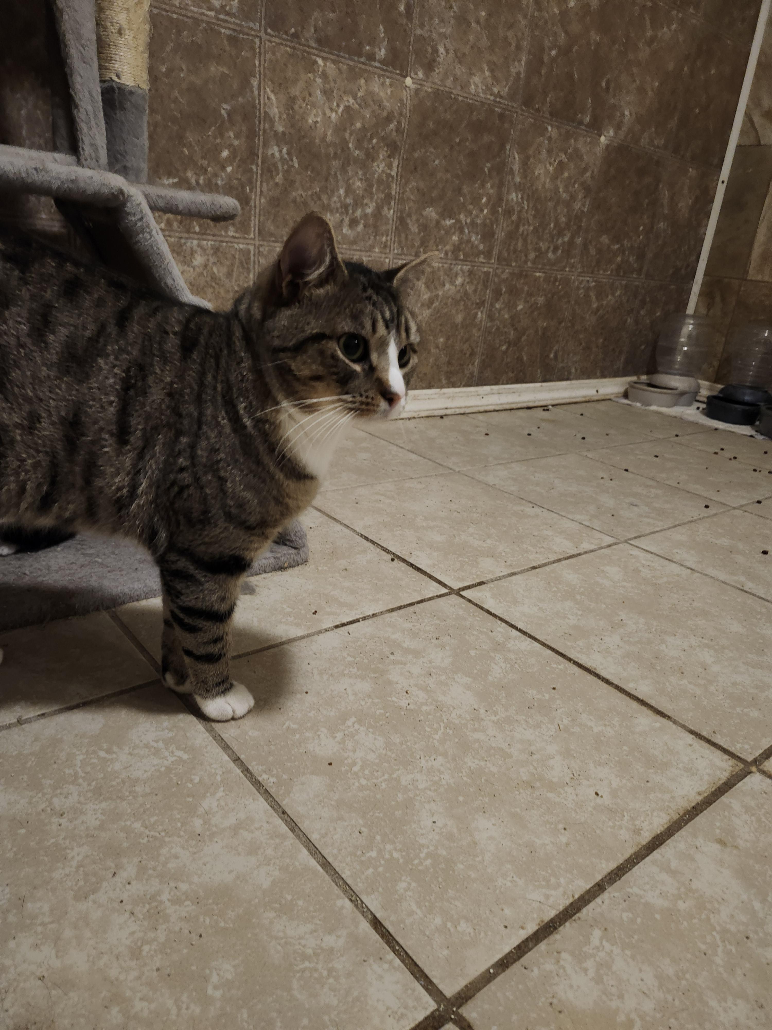 Enlarge Rico Suave, a Adopted American Shorthair in Hartselle, AL image 2/2