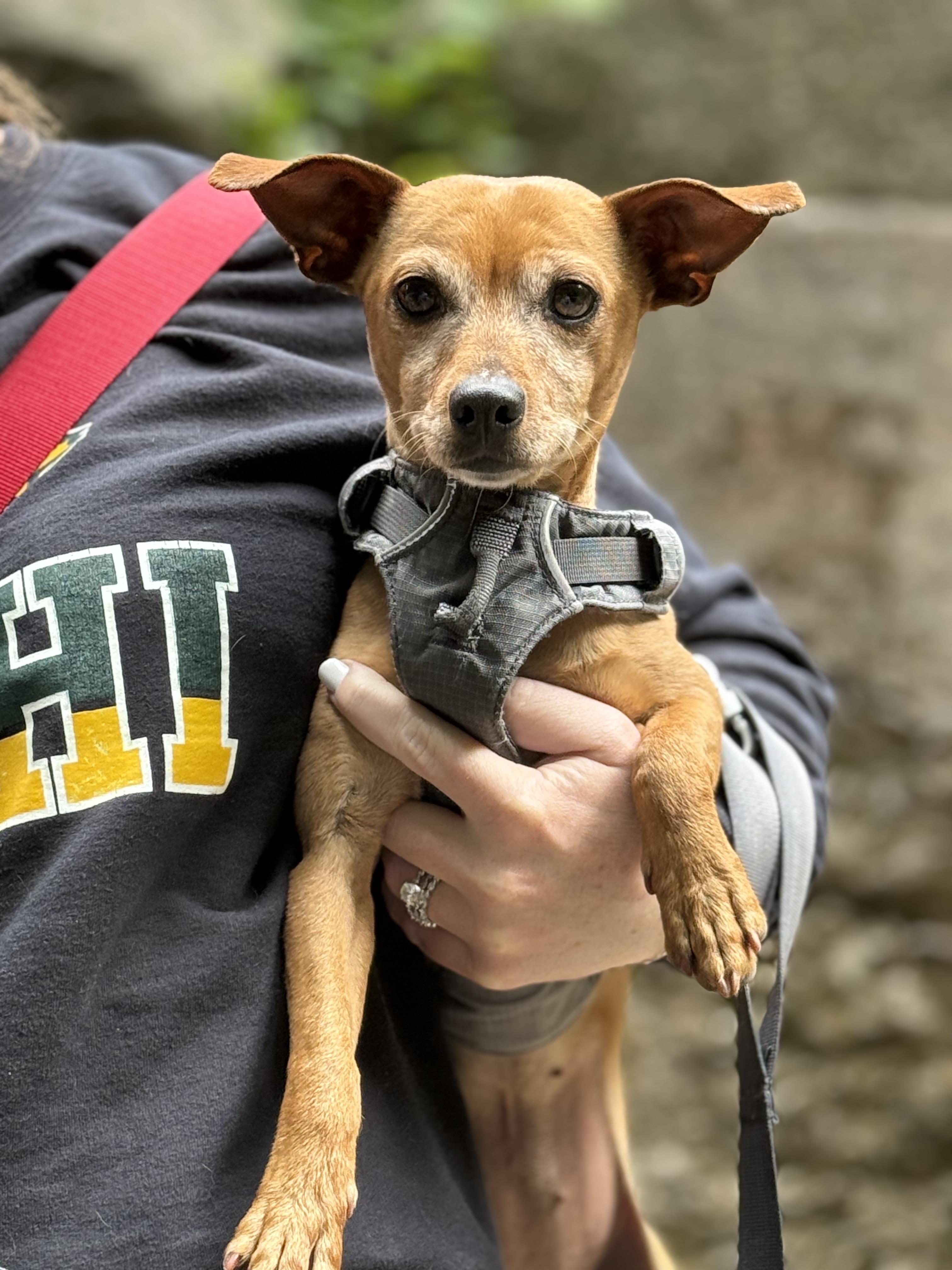 Tator, a Adoptable mixed breed in Delhi, NY image 3/6