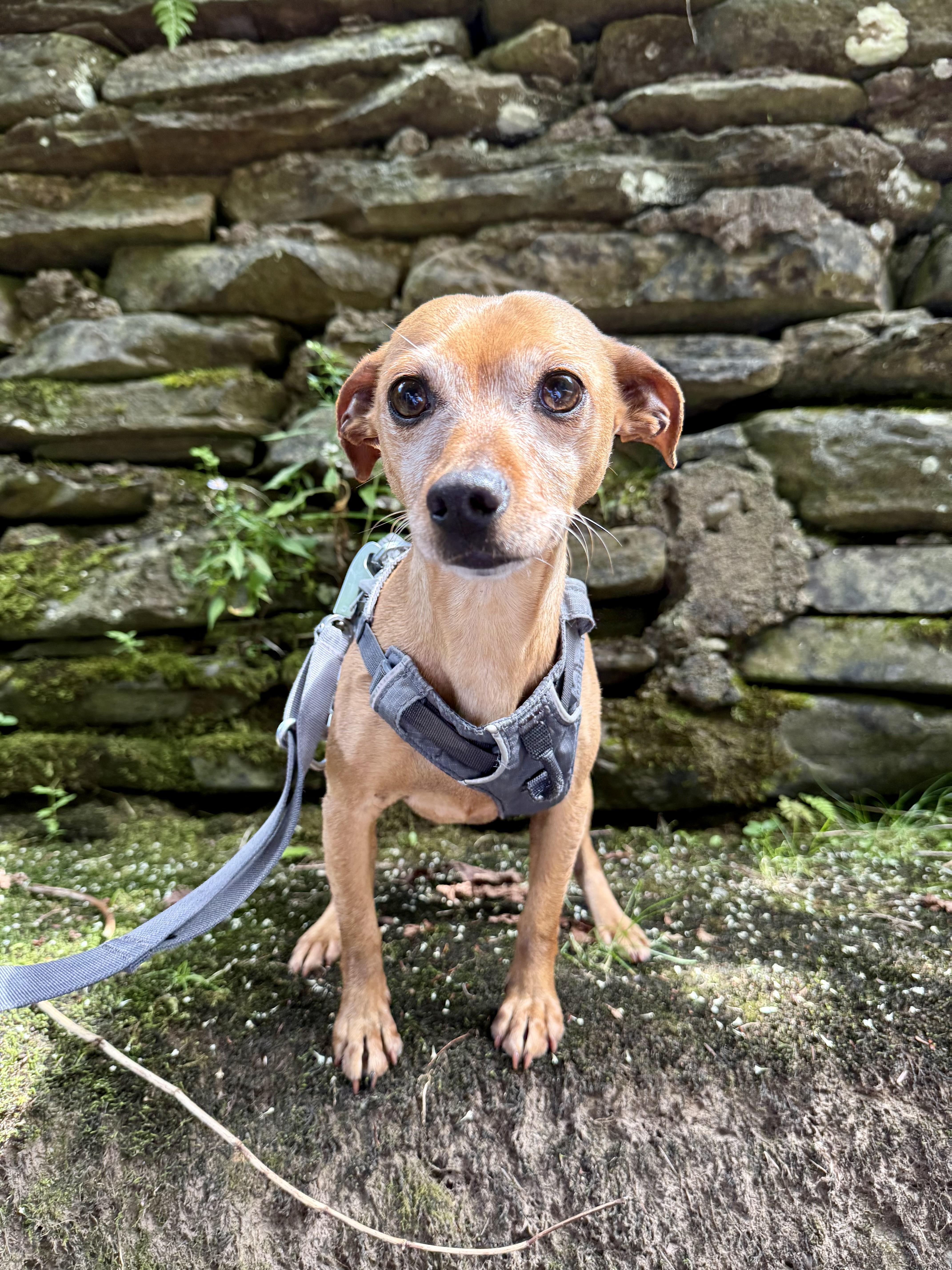 Tator, a Adoptable mixed breed in Delhi, NY image 6/6