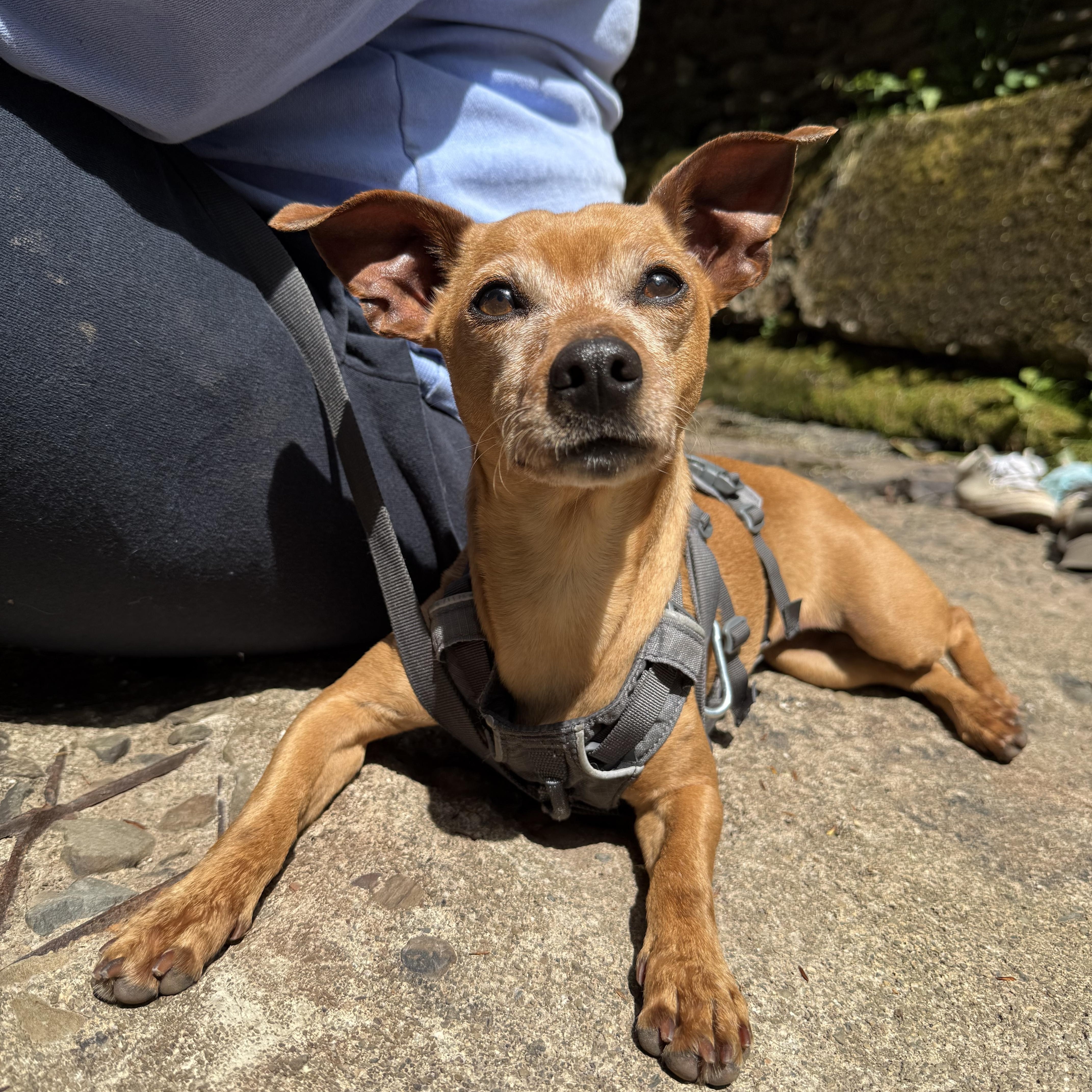 Tator, a Adoptable mixed breed in Delhi, NY image 5/6