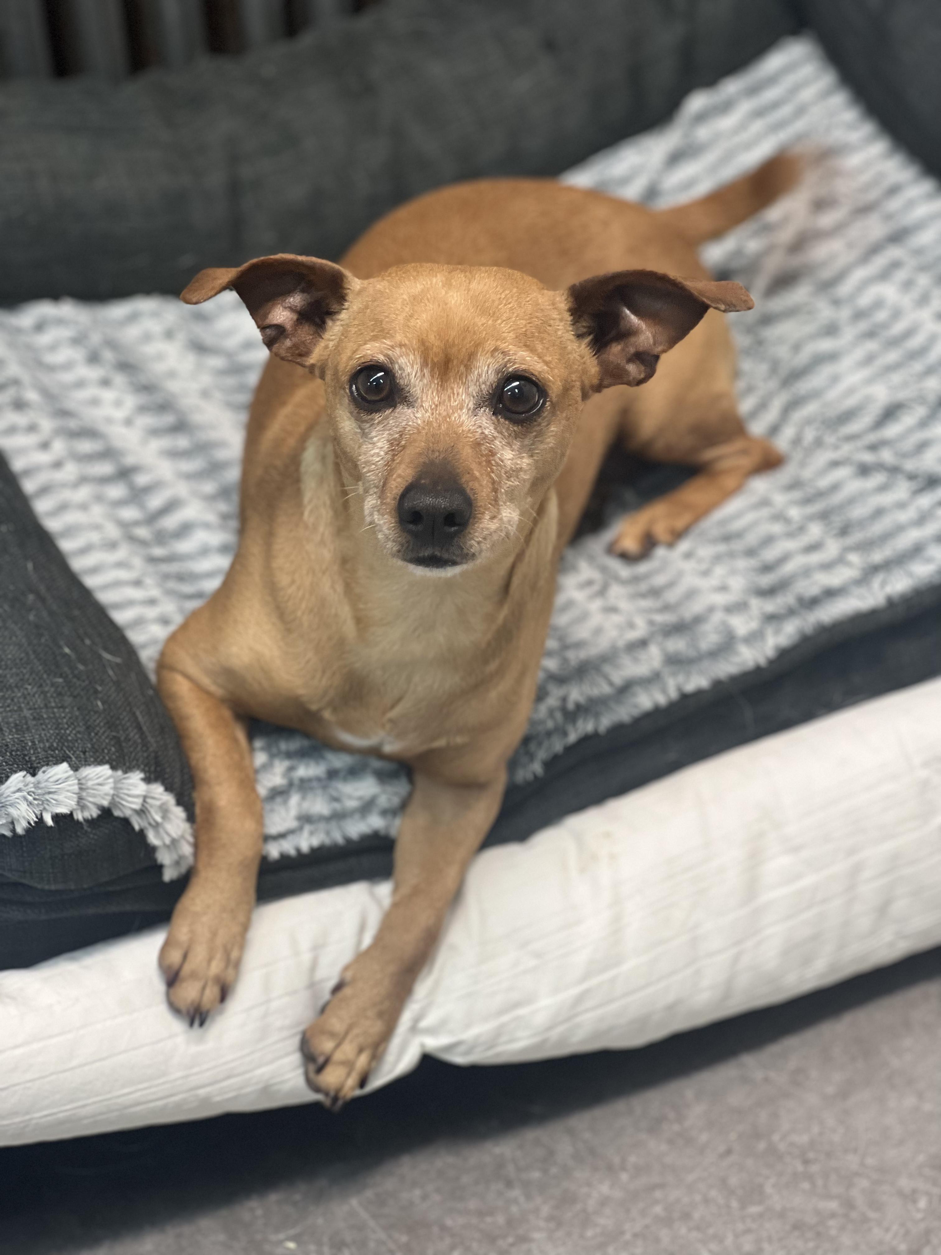 Tator, a Adoptable mixed breed in Delhi, NY image 2/6