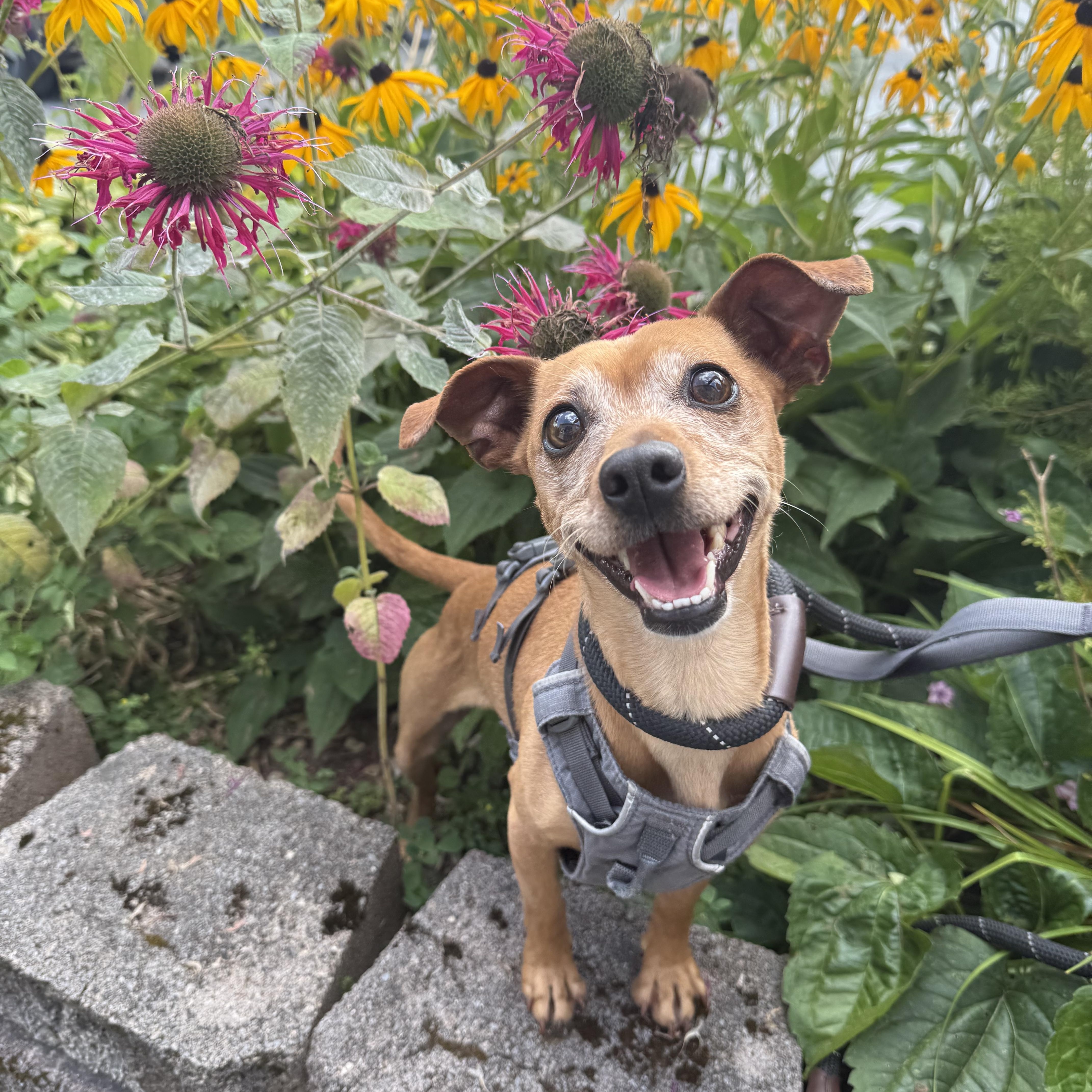 Tator, Adoptable, Adult Female Chihuahua & Dachshund.