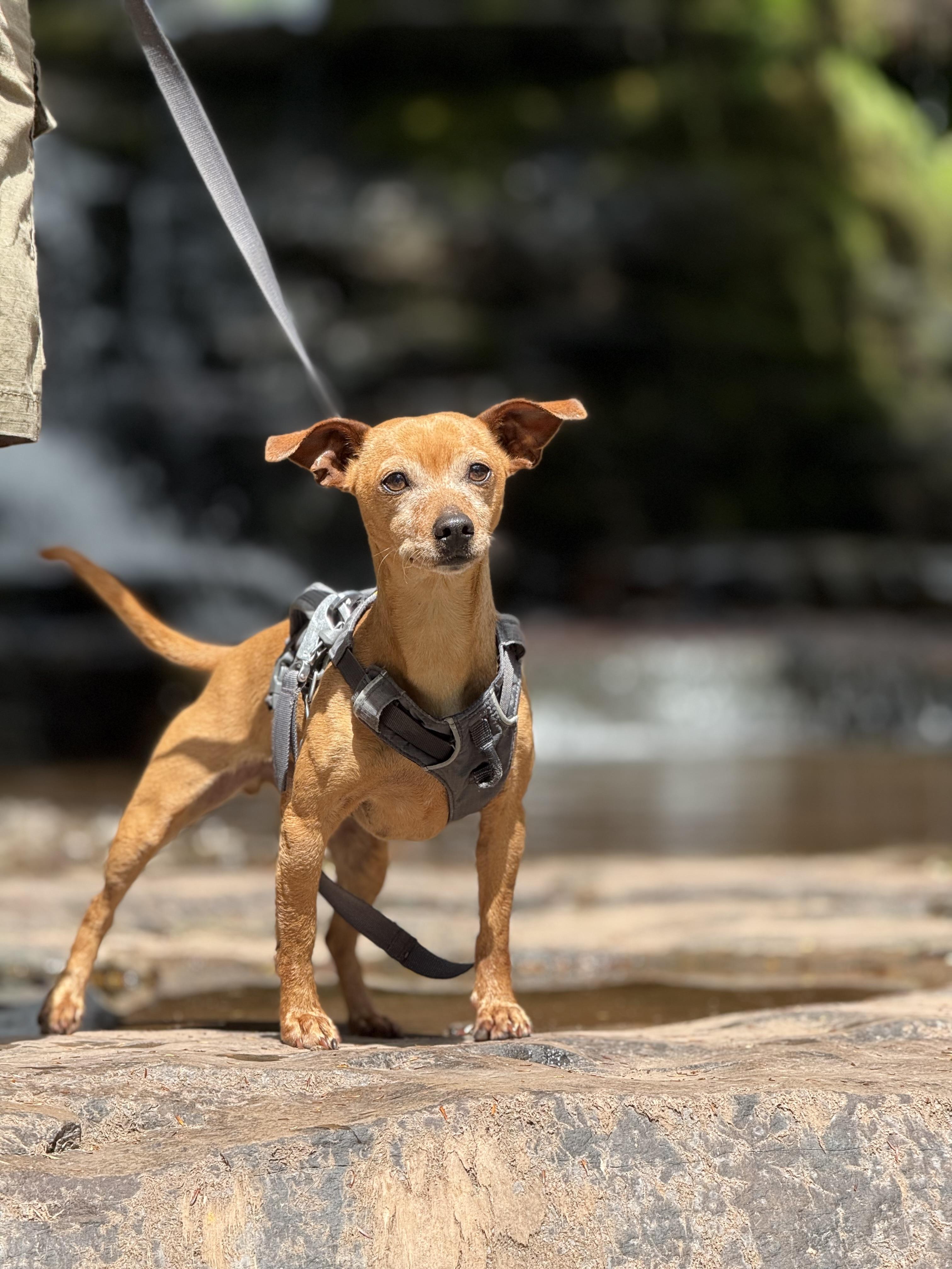 Tator, a Adoptable mixed breed in Delhi, NY image 4/6