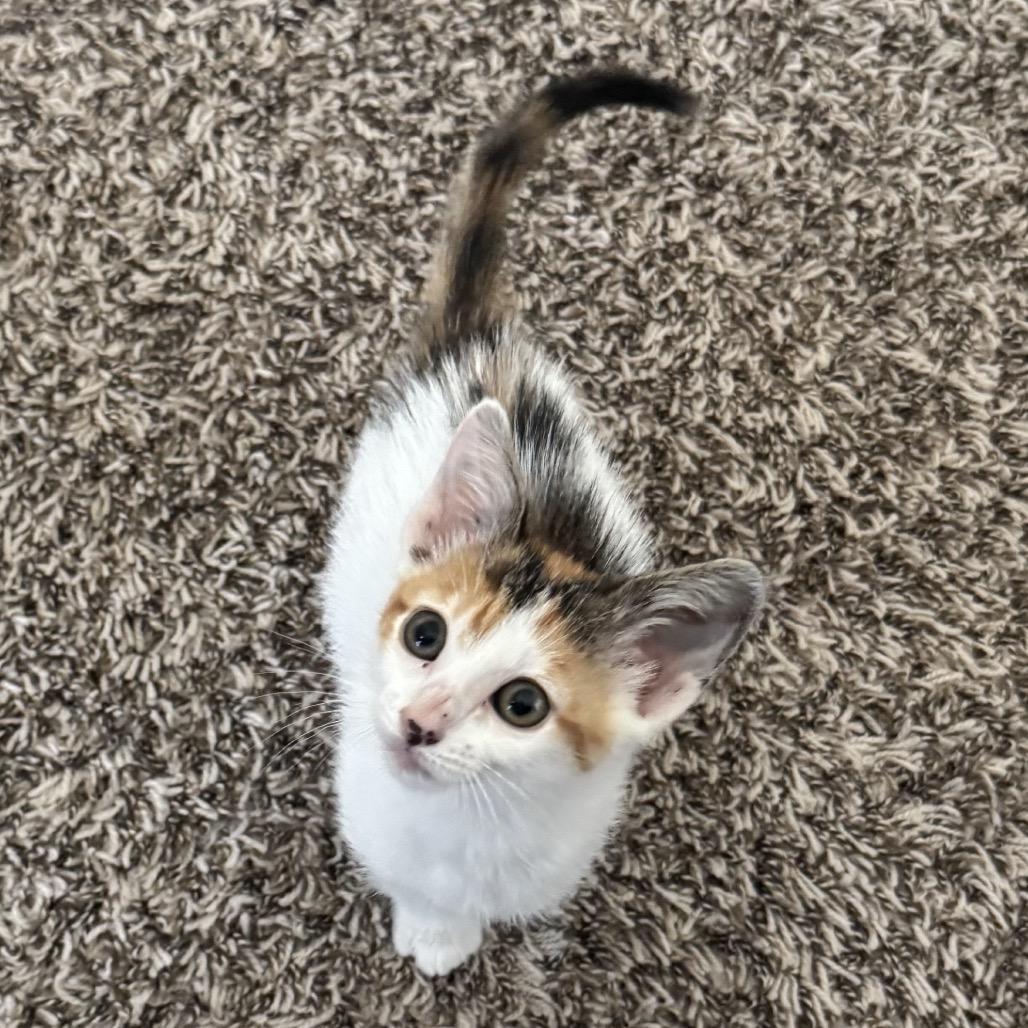 Big Nosed Kate, Adoptable, Kitten Female Domestic Short Hair.