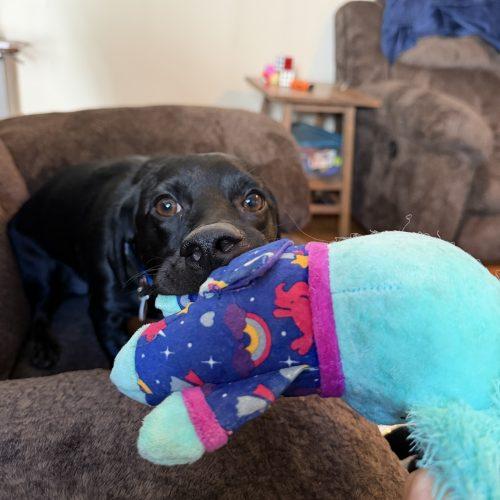 Dewey, Adoptable, Puppy Male Dachshund & Australian Shepherd.