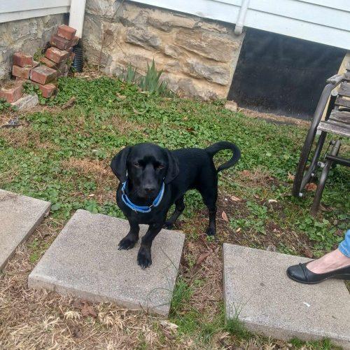 Enlarge Dewey, a Adoptable mixed breed in Cookeville, TN image 2/6