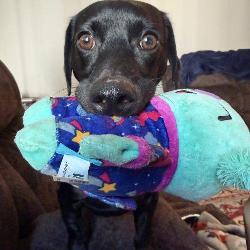 Enlarge Dewey, a Adoptable mixed breed in Cookeville, TN image 4/6