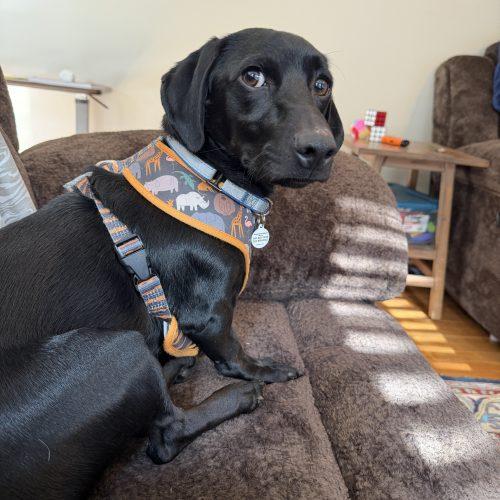 Enlarge Dewey, a Adoptable mixed breed in Cookeville, TN image 5/6