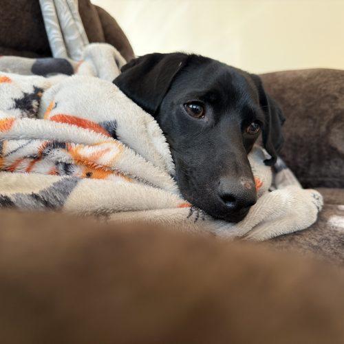 Enlarge Dewey, a Adoptable mixed breed in Cookeville, TN image 6/6
