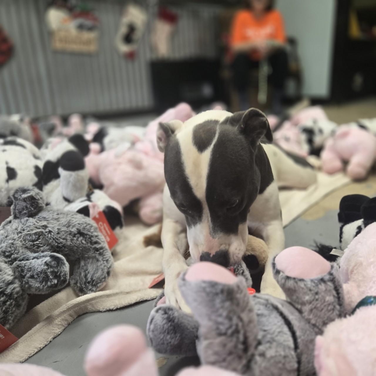 Bella, a Adoptable Pit Bull Terrier in Mansfield, TX image 4/6