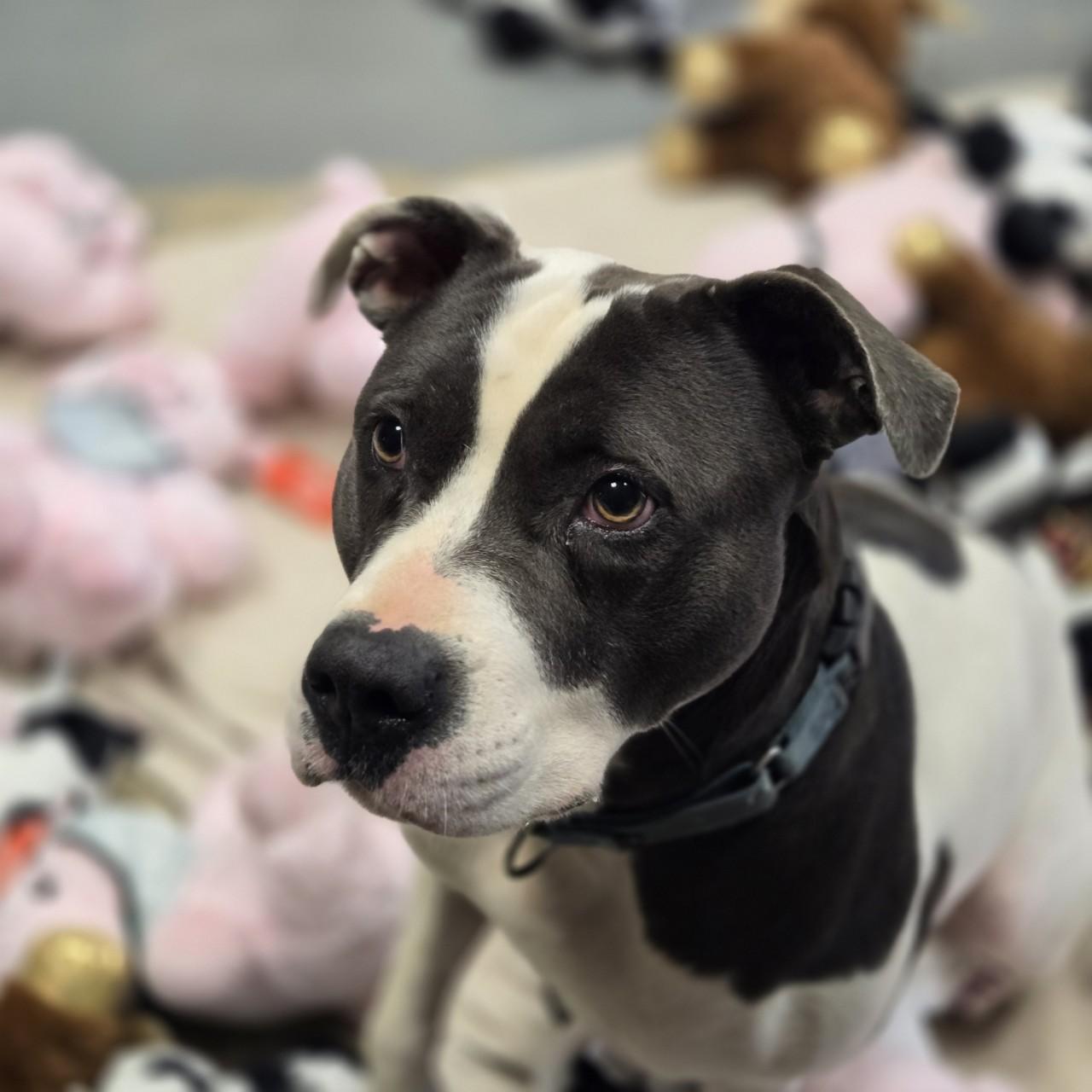 Bella, a Adoptable Pit Bull Terrier in Mansfield, TX image 6/6