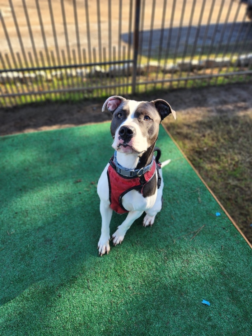 Bella, a Adoptable Pit Bull Terrier in Mansfield, TX image 3/6