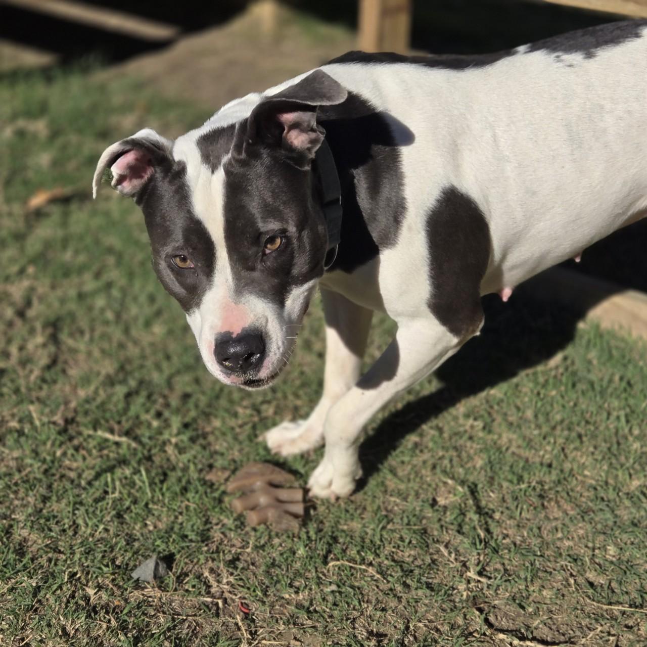 Bella, a Adoptable Pit Bull Terrier in Mansfield, TX image 5/6