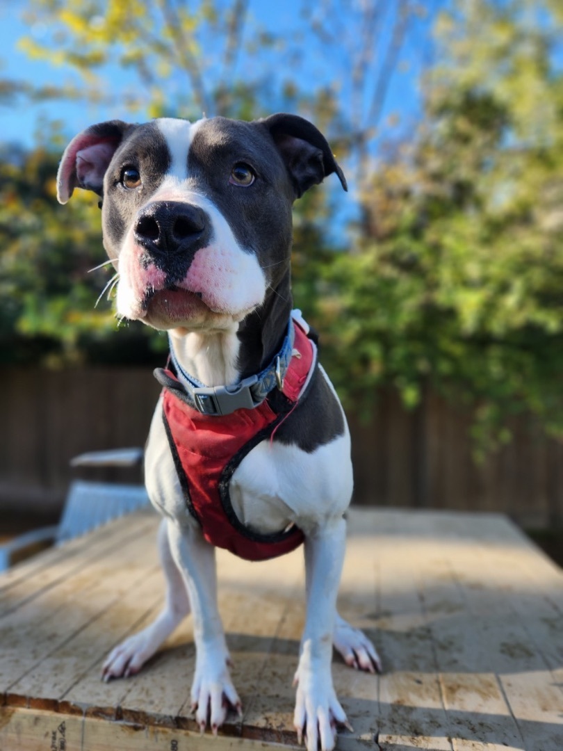 Bella, Adoptable, Adult Female Pit Bull Terrier.