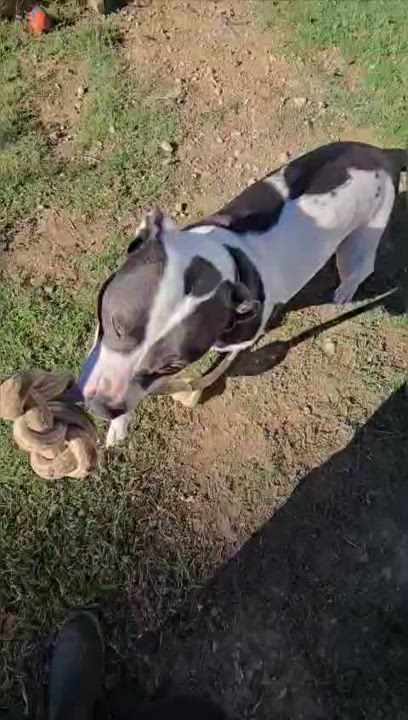 Enlarge Bella, a Adoptable Pit Bull Terrier in Mansfield, TX video 2/6