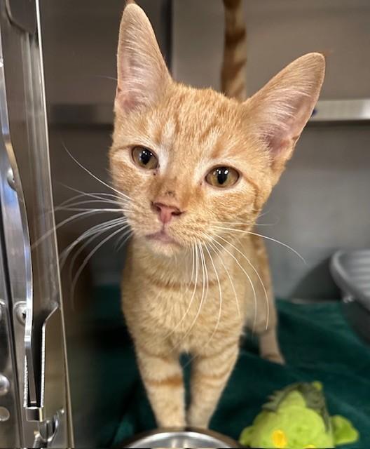 Enlarge Carrots, a ADOPTABLE Domestic Short Hair in Prudenville, MI image 1/1