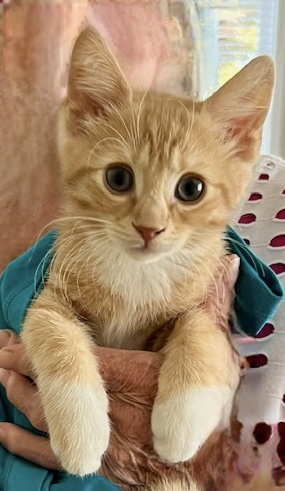 DEXTER, Adopted, Kitten Male Domestic Short Hair.