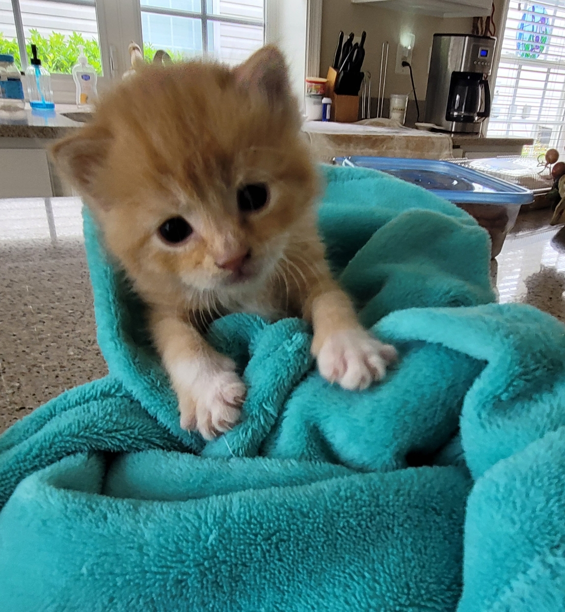 DEXTER, a Adopted Domestic Short Hair in Easton, MD image 4/4