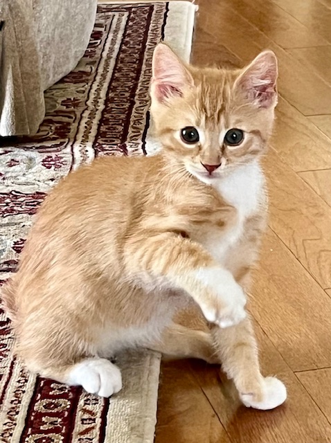 DEXTER, a Adopted Domestic Short Hair in Easton, MD image 3/4