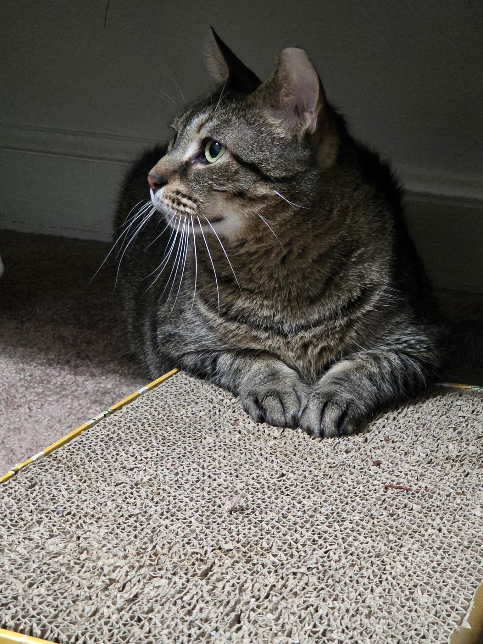 Enlarge Murphy, a ADOPTABLE Domestic Short Hair in Warminster, PA image 1/5