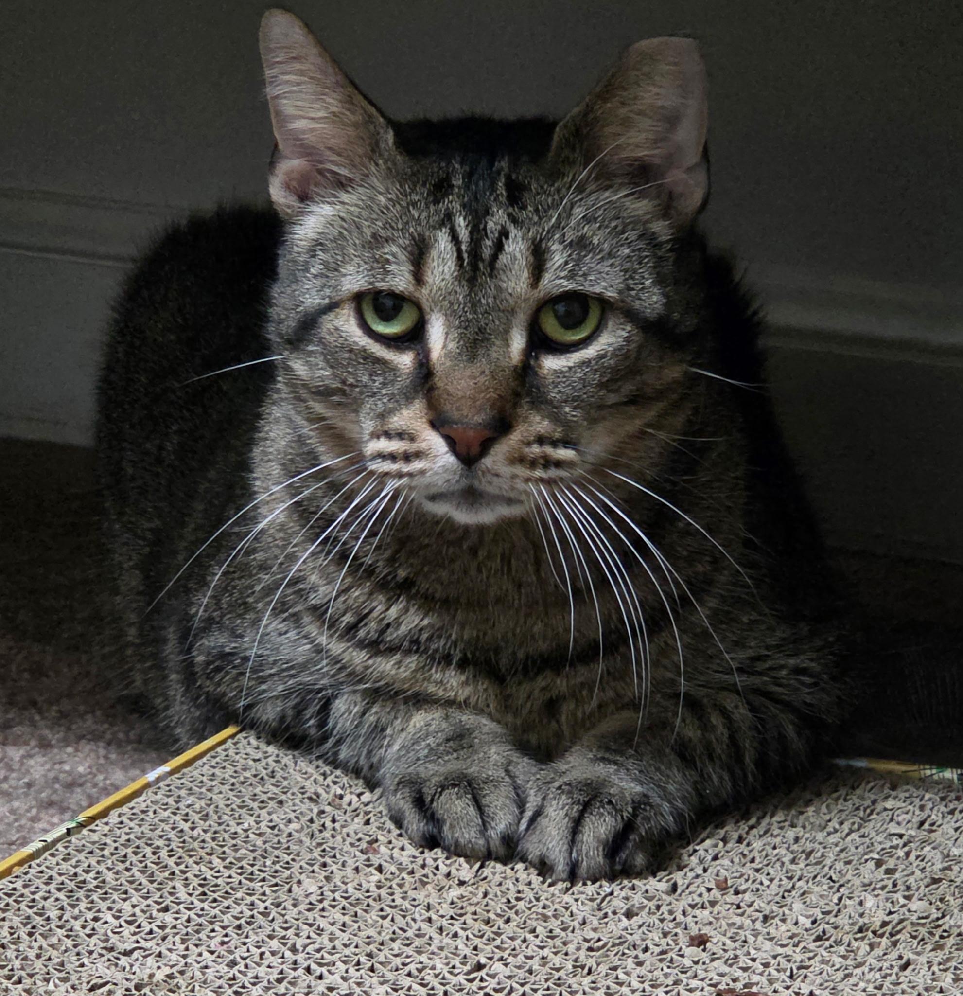 Enlarge Murphy, a ADOPTABLE Domestic Short Hair in Warminster, PA image 3/5