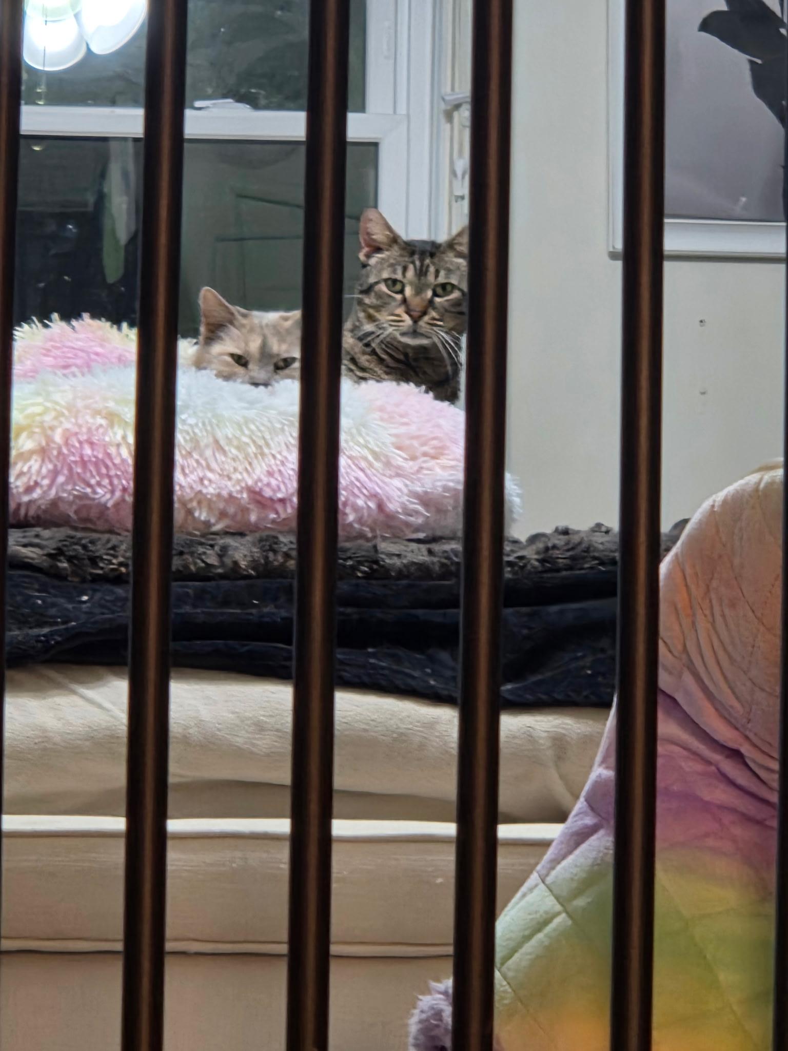 Enlarge Murphy, a ADOPTABLE Domestic Short Hair in Warminster, PA image 4/5