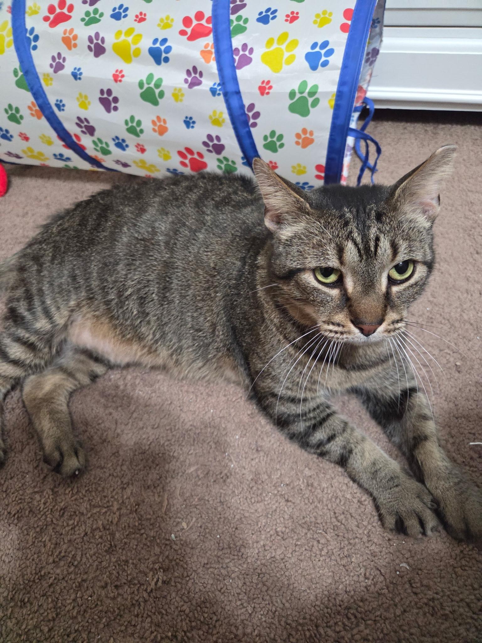 Enlarge Murphy, a ADOPTABLE Domestic Short Hair in Warminster, PA image 2/5