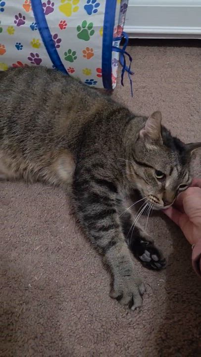 Enlarge Murphy, a ADOPTABLE Domestic Short Hair in Warminster, PA video 5/5