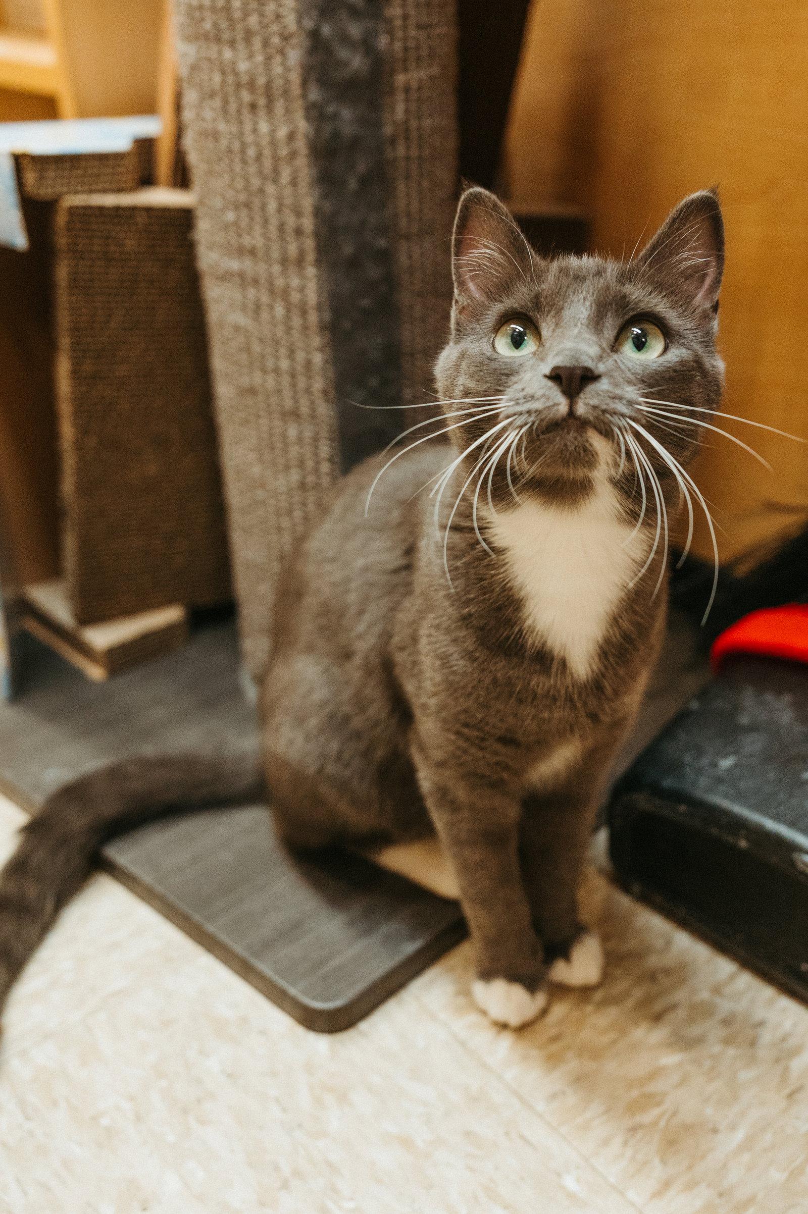 Muffin, Adoptable, Kitten Female Domestic Short Hair.