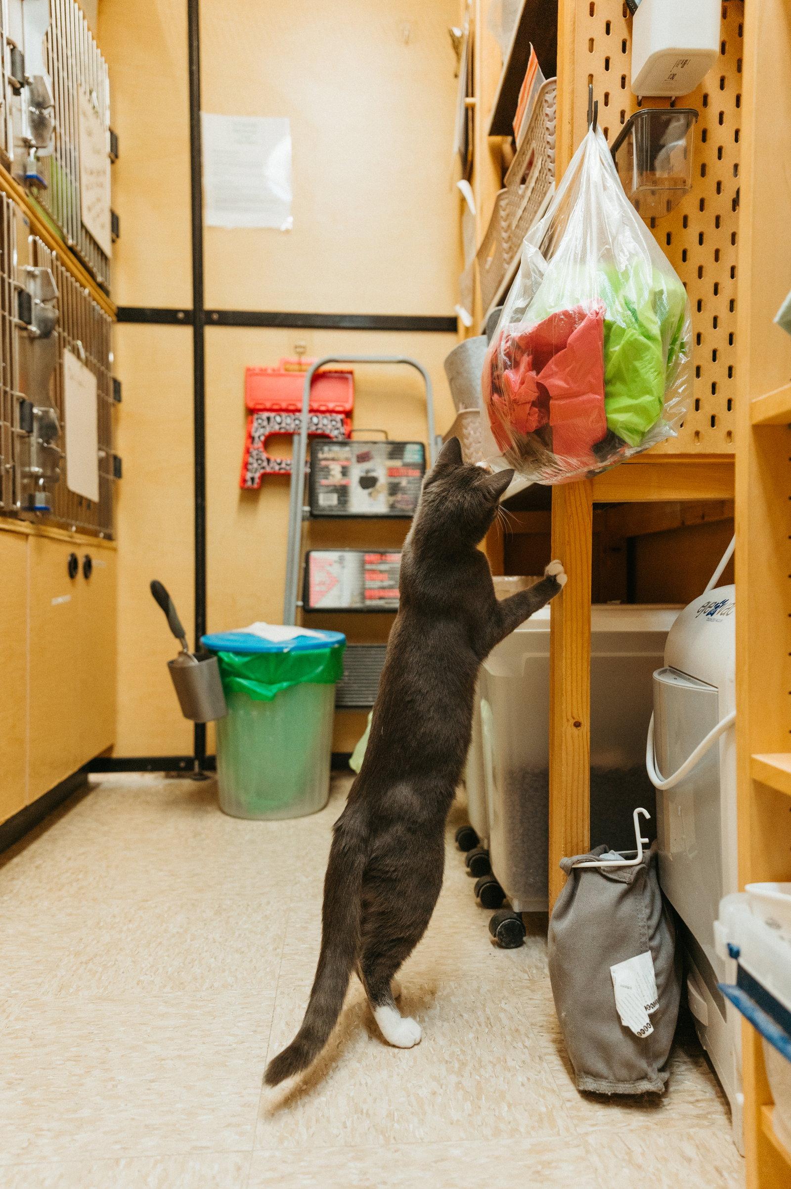 Enlarge Muffin, a Adoptable Domestic Short Hair in McKinney, TX image 2/3