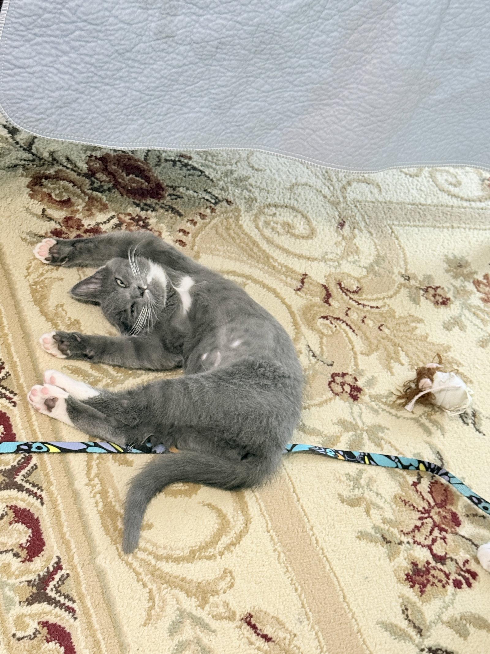 Muffin, Adoptable, Kitten Female Domestic Short Hair.