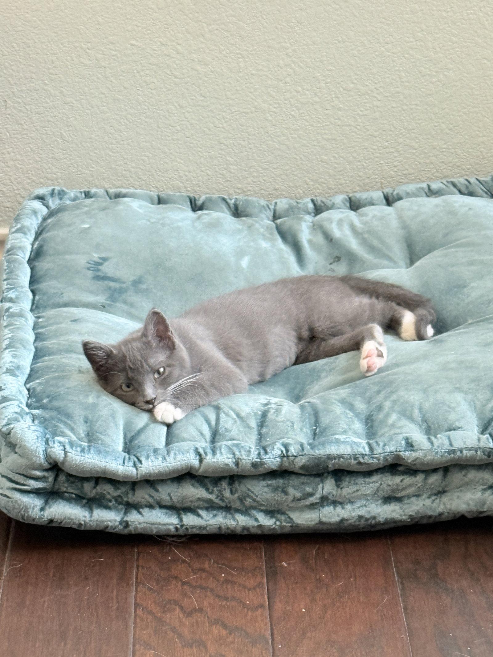 Enlarge Muffin, a Adoptable Domestic Short Hair in McKinney, TX image 2/3