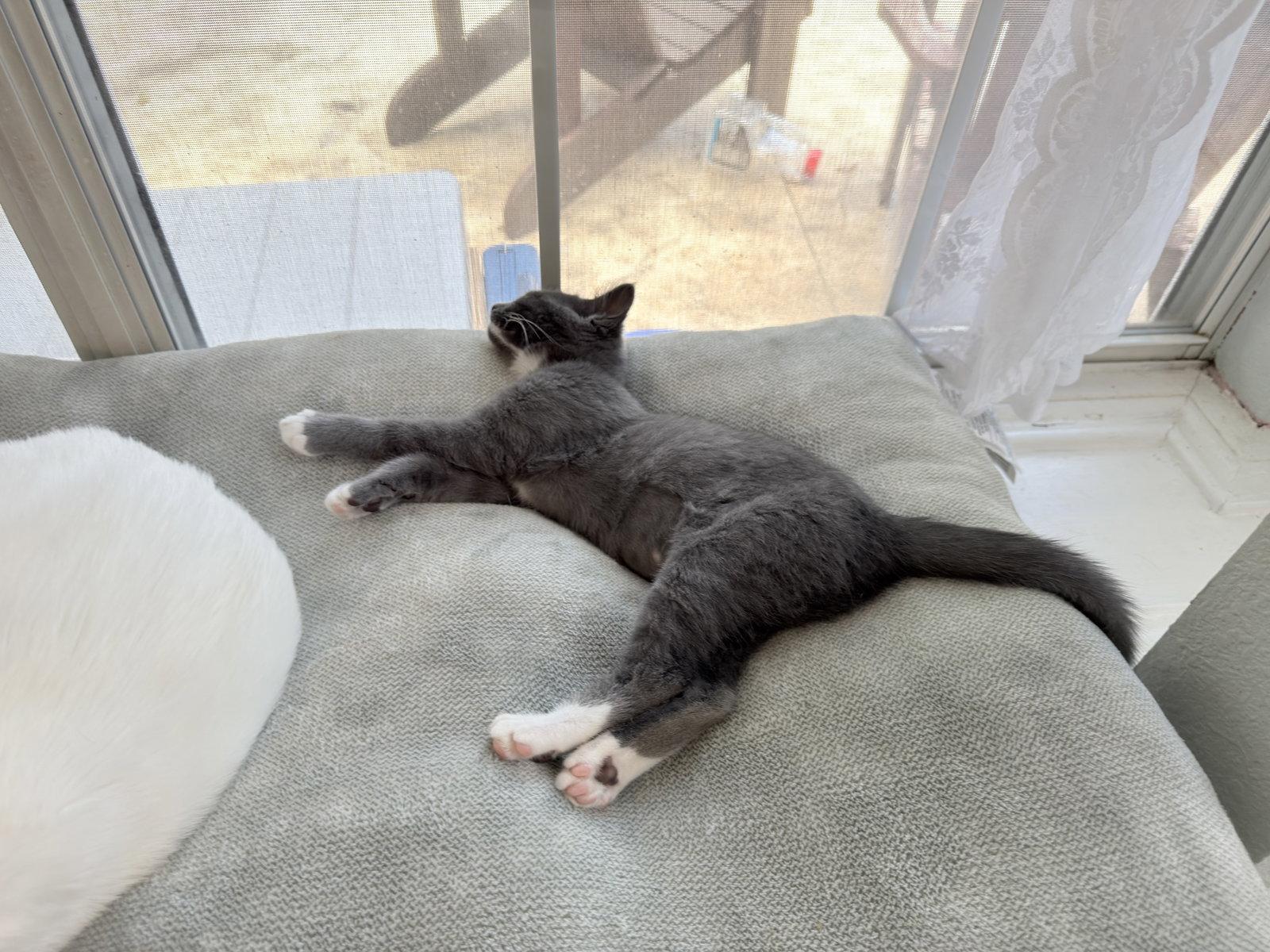 Enlarge Muffin, a Adoptable Domestic Short Hair in McKinney, TX image 3/3