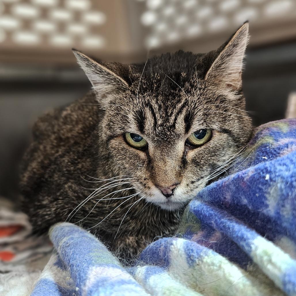 Franklin, Adoptable, Senior Male Domestic Short Hair.