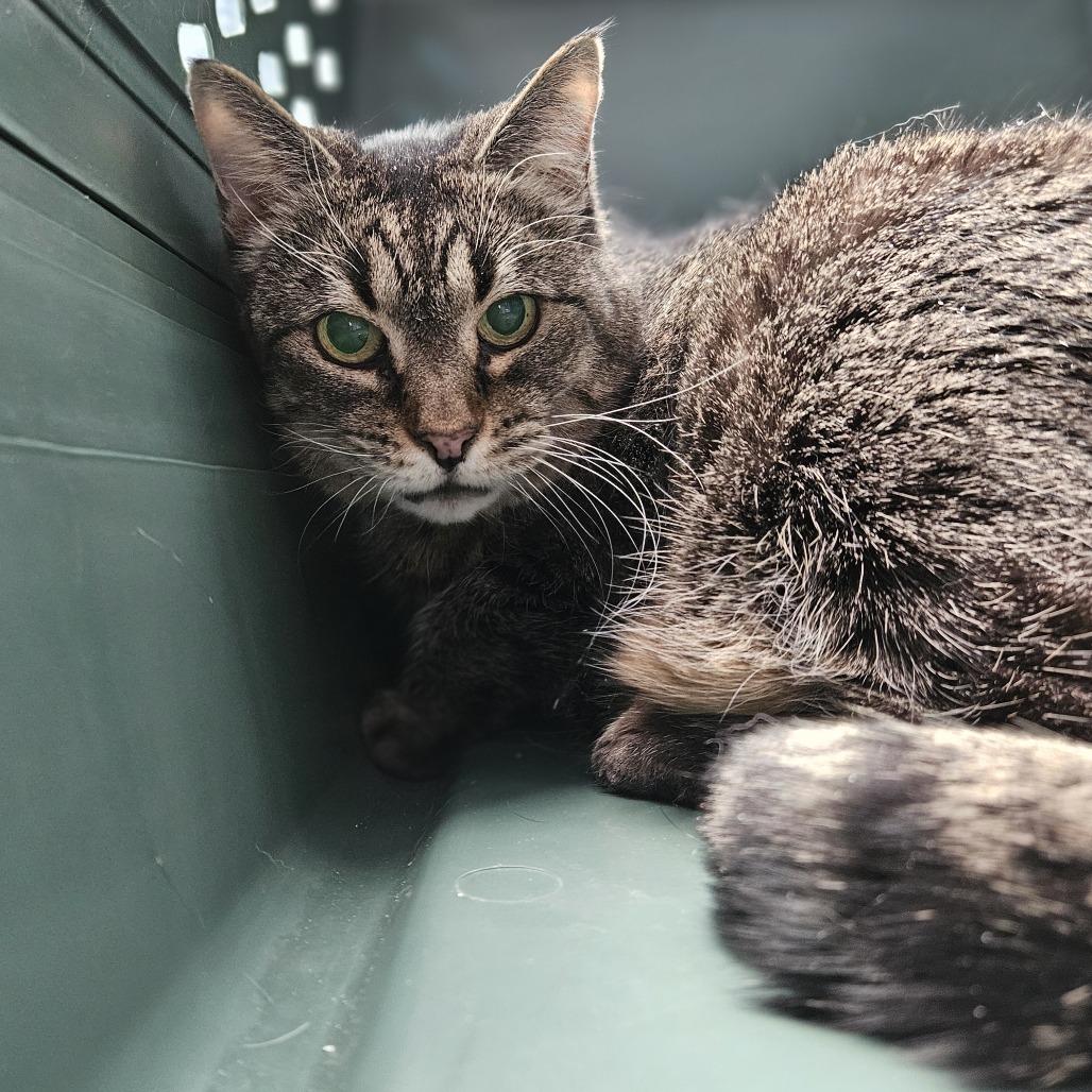Enlarge Franklin, a Adoptable Domestic Short Hair in Lakewood, CO image 2/6