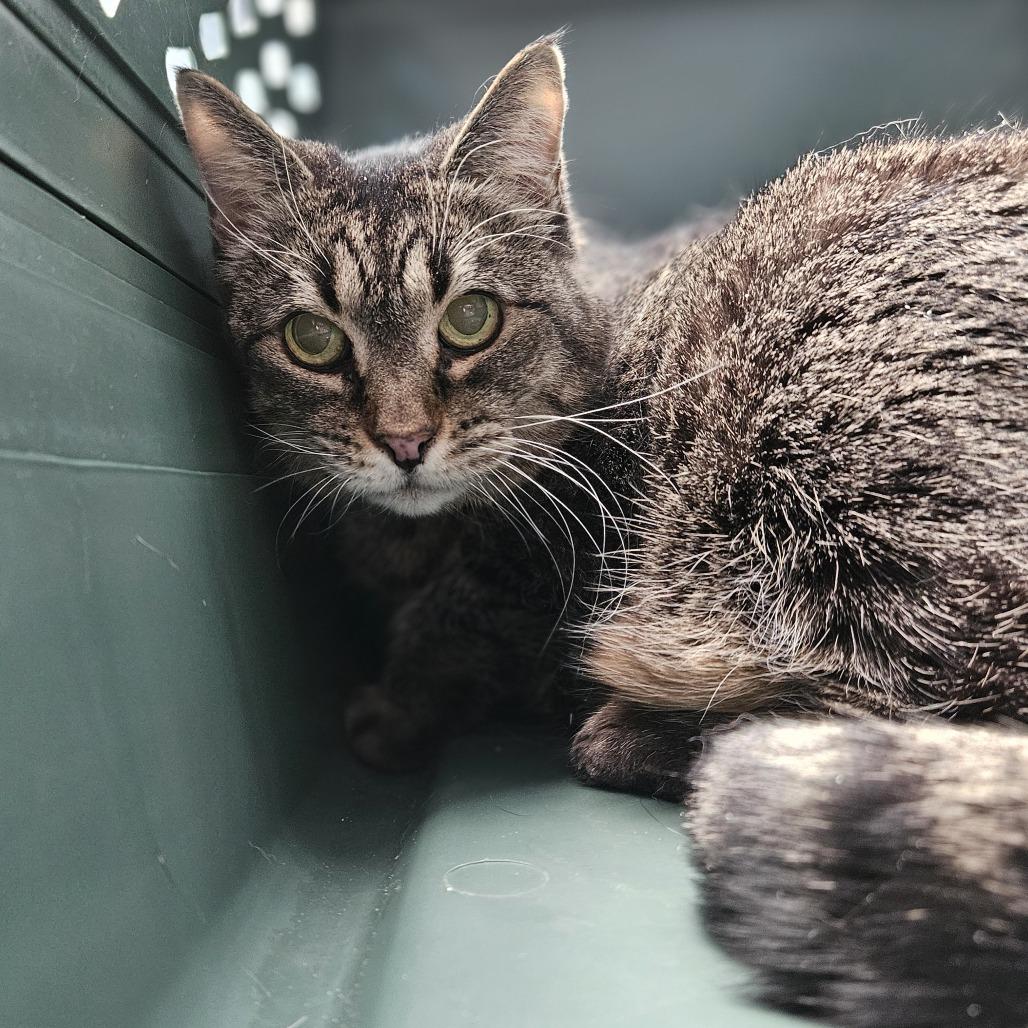 Enlarge Franklin, a Adoptable Domestic Short Hair in Lakewood, CO image 3/6