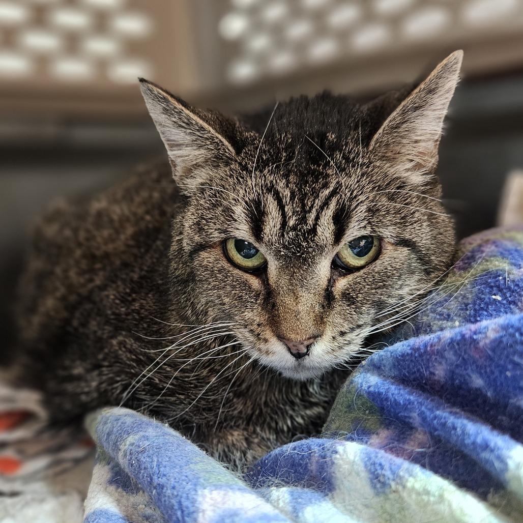 Enlarge Franklin, a Adoptable Domestic Short Hair in Lakewood, CO image 4/6