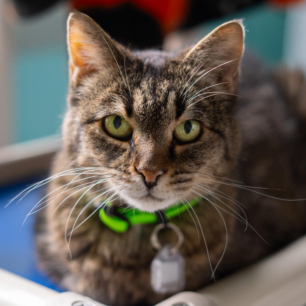 Enlarge Franklin, a Adoptable Domestic Short Hair in Lakewood, CO image 5/6