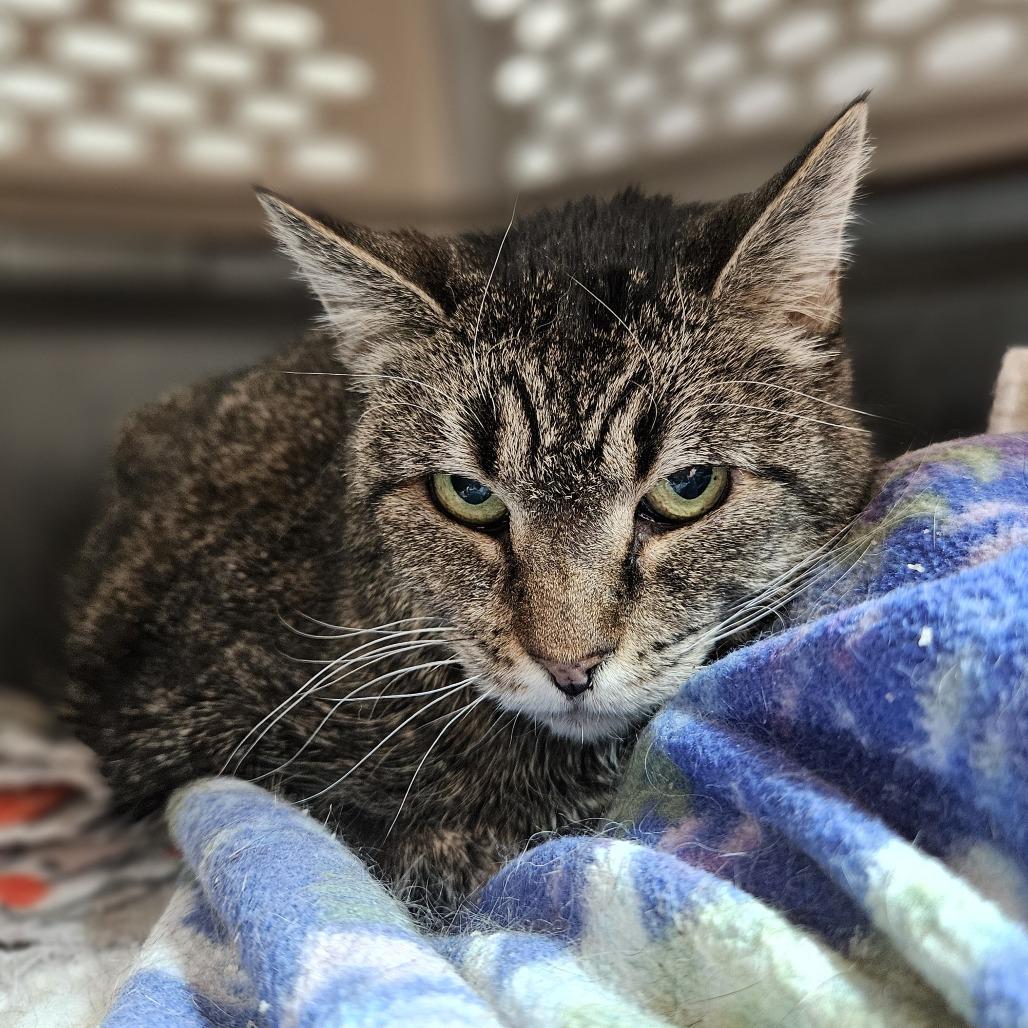 Enlarge Franklin, a Adoptable Domestic Short Hair in Lakewood, CO image 6/6