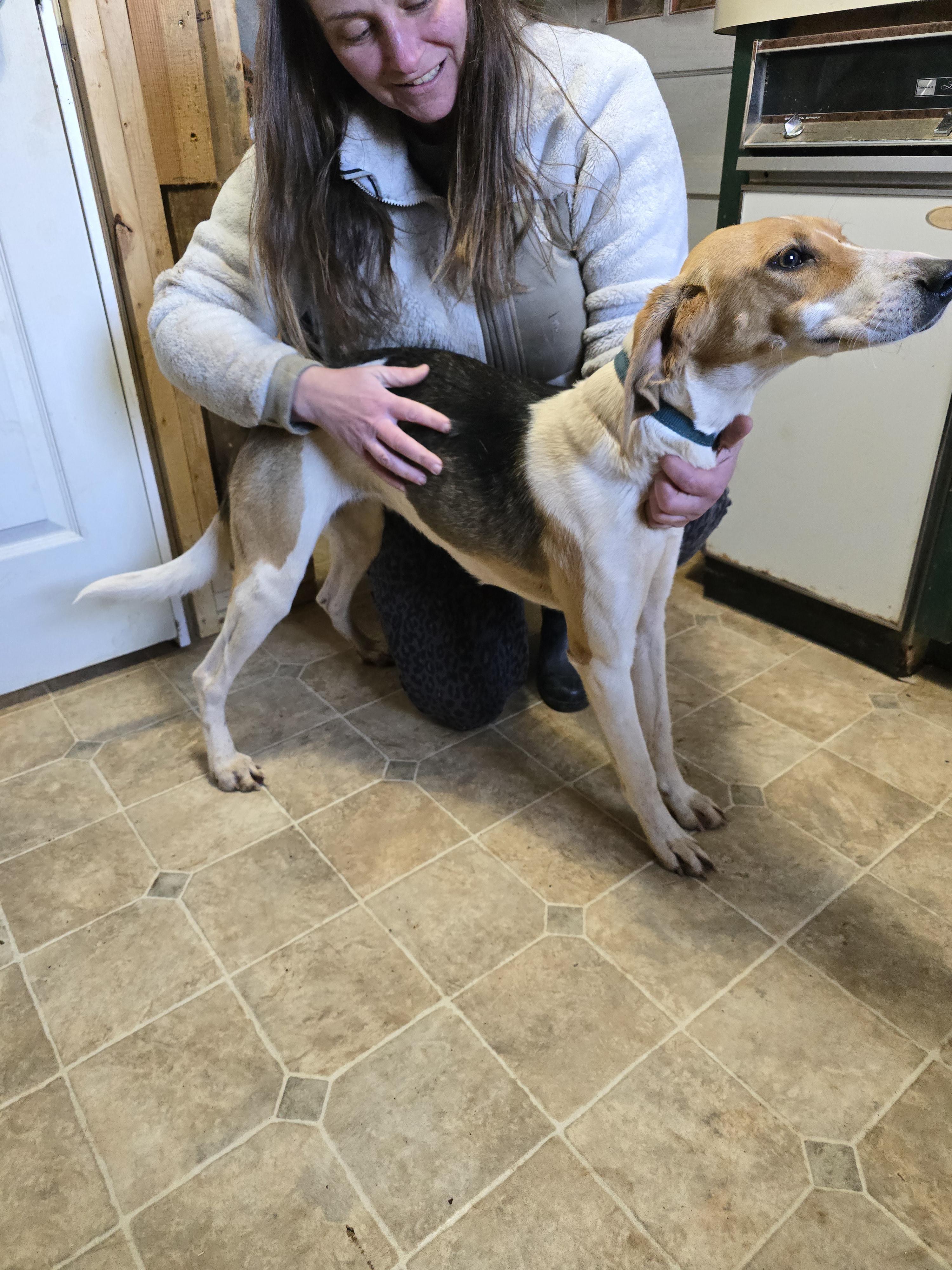 Enlarge Carla, a Adoptable American Foxhound in Chase City, VA image 1/3