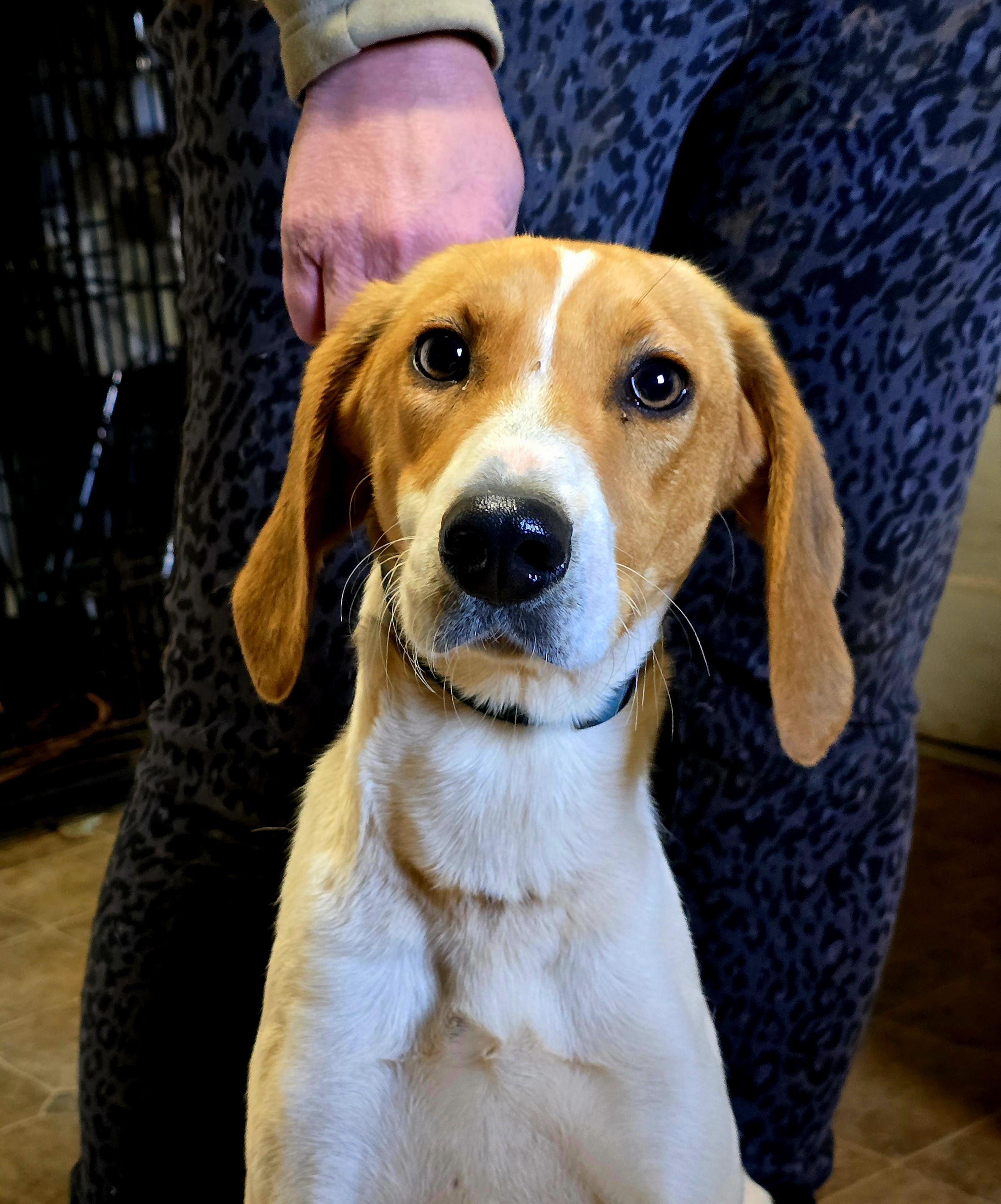 Enlarge Carla, a Adoptable American Foxhound in Chase City, VA image 2/3