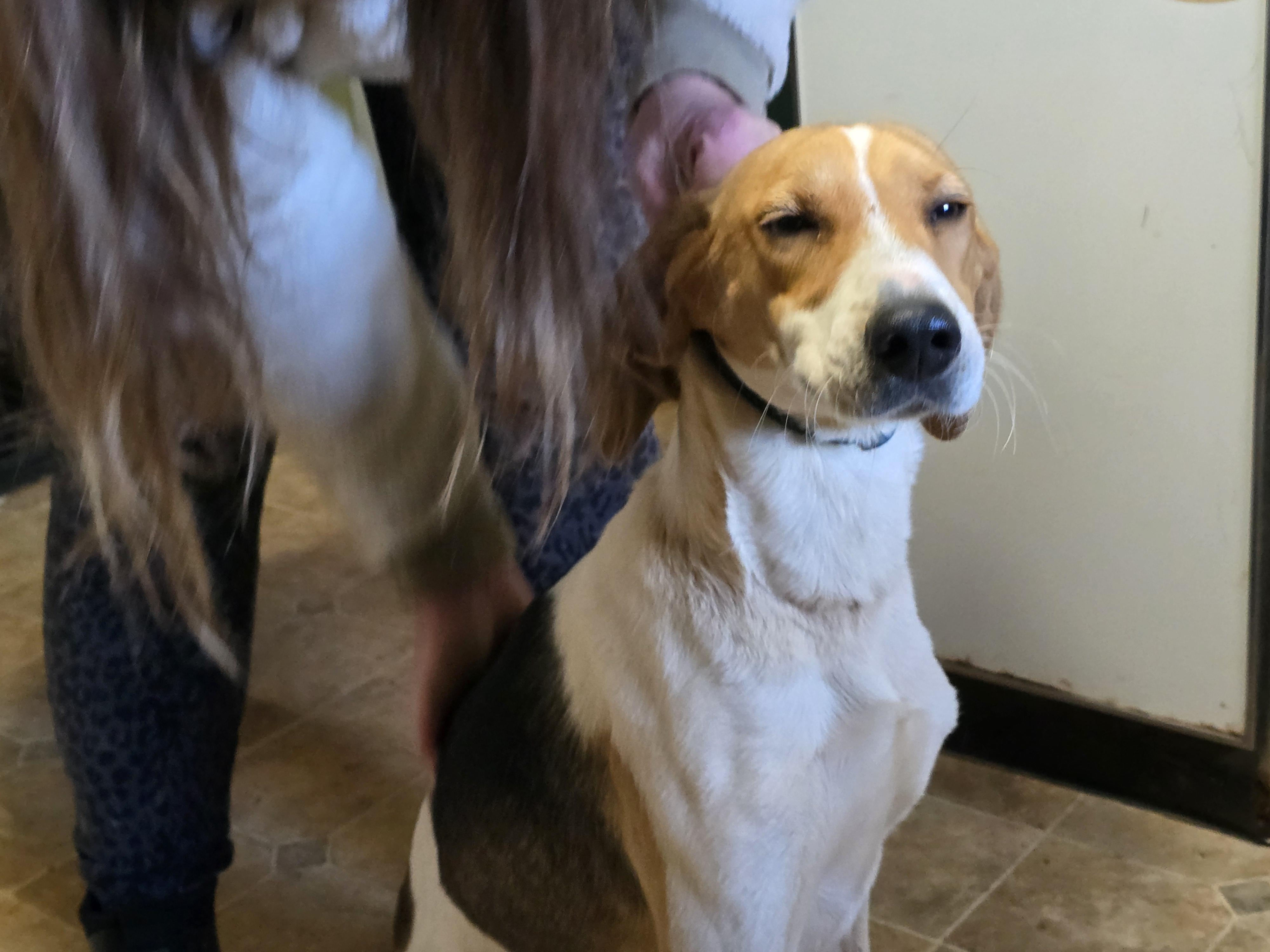 Carla, Young Female American Foxhound