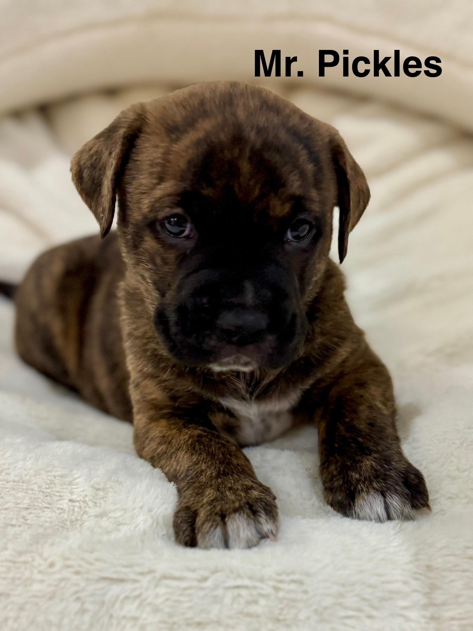 Enlarge Mr. Pickles, an adopted mixed breed in Penryn, CA image 1/1