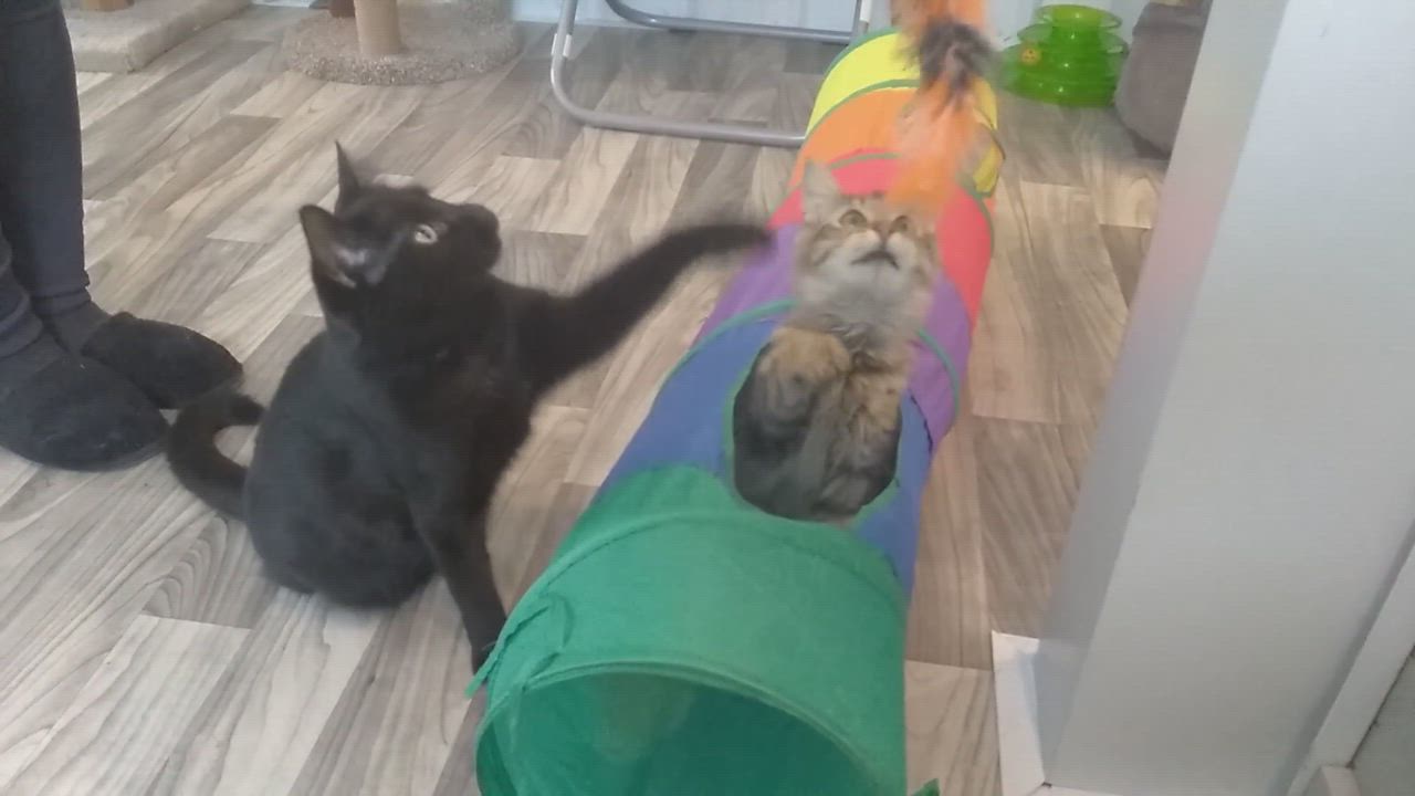 Enlarge Simba , a Adopted American Shorthair in Hillsdale, MI video 6/11