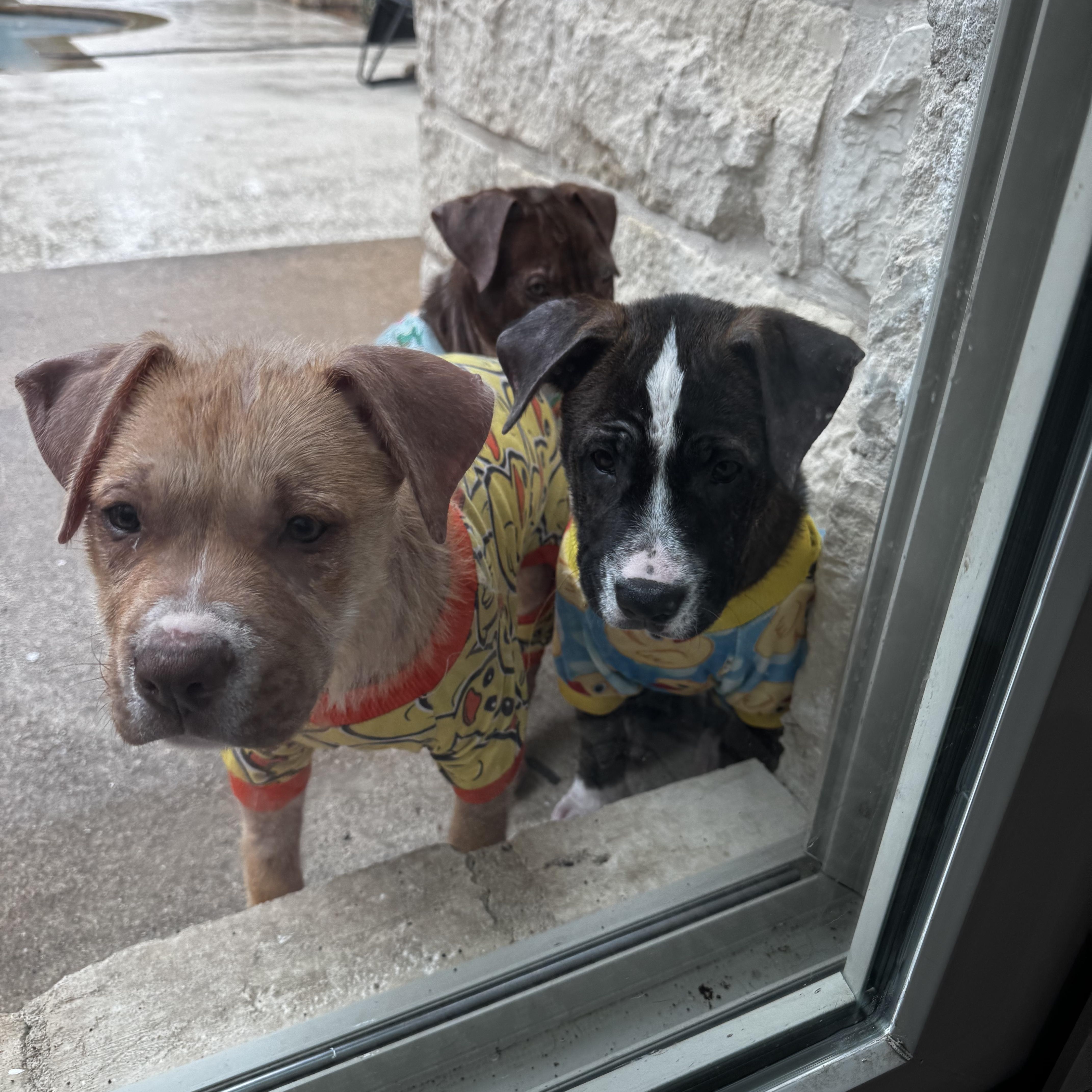 Blair (Billie), a Adoptable mixed breed in Portage, WI image 6/6