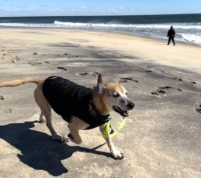 Benji, a Adoptable mixed breed in Brooklyn, NY image 5/6