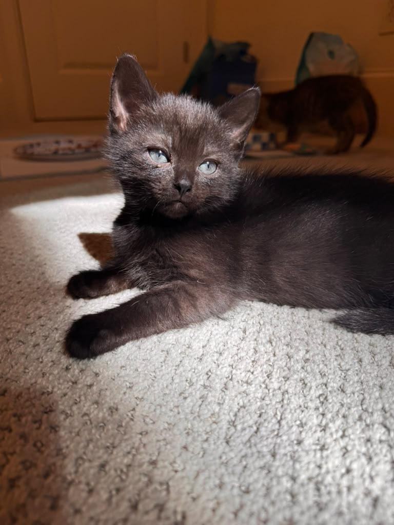 Enlarge Francesca, a Adoptable Domestic Short Hair in Brookhaven, GA image 6/6