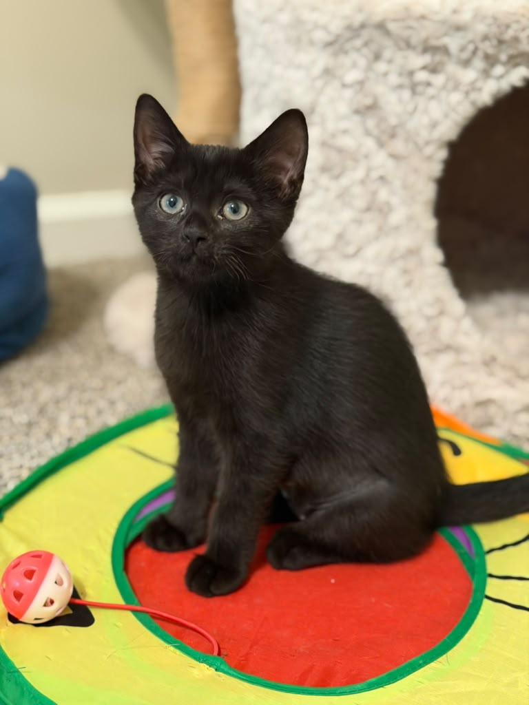 Enlarge Francesca, a Adoptable Domestic Short Hair in Brookhaven, GA image 2/6